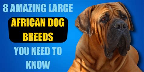 8 Amazing Large African Dog Breeds You Need to Know