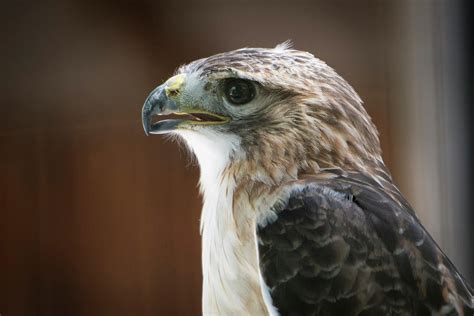 Close-up Portrait Of Hawk With Beak Photograph by Sheila Haddad - Pixels