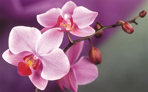 Flowers Pink Orchids wallpaper | 1920x1200 | #22993