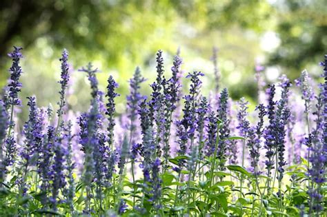 Hyssop Plant: Best Varieties, Growing Guide, Care, Problems, and Harvest