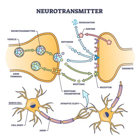 Neurotransmitters: Types, Function and Examples