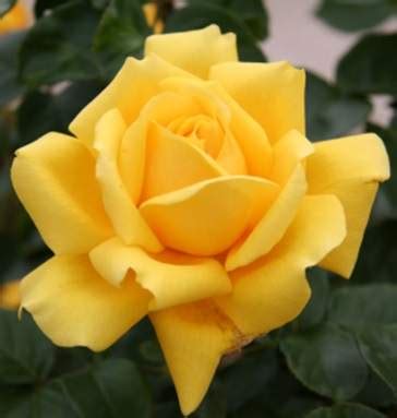 How to plant, grow and care for hybrid tea roses - Jackson's Nurseries