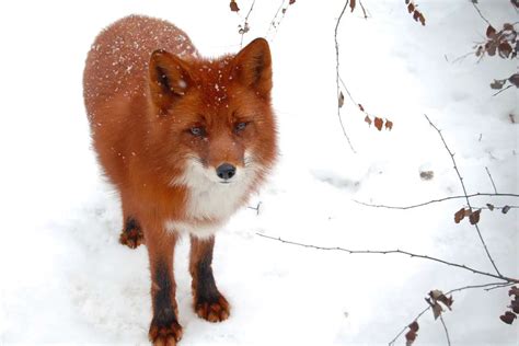 Red Fox Adaptations | How They Survive - How They Survive - All Things Foxes