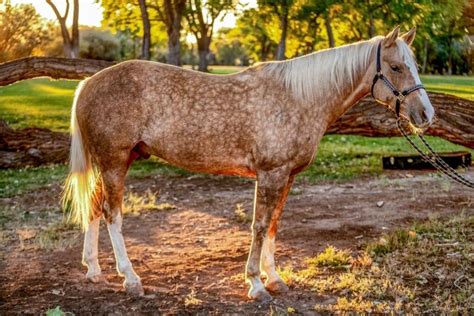 Dapple Palomino Horse Photos, Breeds, and Where to Buy - Helpful Horse ...