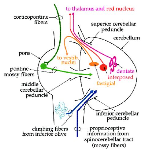 6 Cerebellar afferent and efferent fibers. Input to and output from the ...