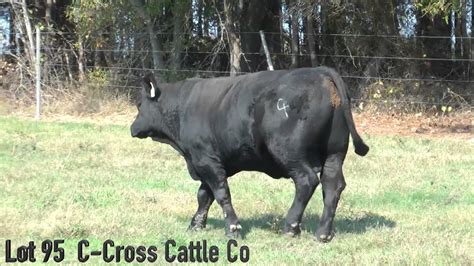 Lot 95 C Cross Cattle Co - YouTube