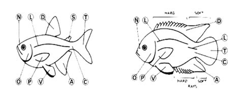 Types of fish mouth Typical Characin Typical Cichlid | Download ...