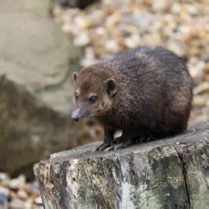 Long-Nosed Potoroo - Facts, Diet, Habitat & Pictures on Animalia.bio