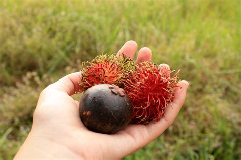 Mangosteen Season in Thailand 2025 - Rove.me