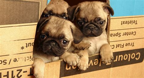 Pug Puppies and Dogs for sale near you