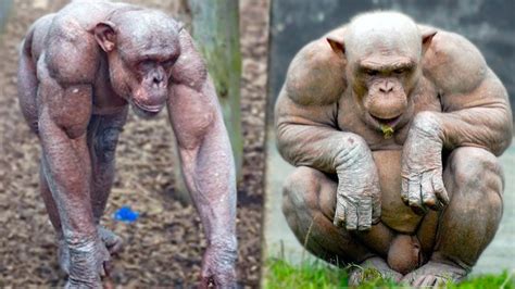 15 Most Muscular Animals In The World - YouTube