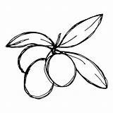 Olives Coloring Pages  Best For Kids sketch template