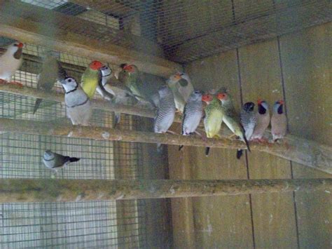 Aviary Birds - Riverbank Aviaries