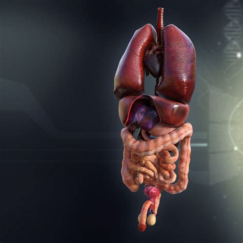 Human Male Internal Organs 3d Model Cgtrader | Images and Photos finder