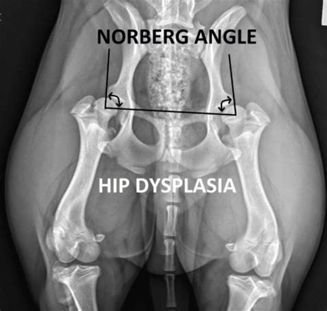 Hip Dysplasia - What You Need To Know - My Vet Animal Hospital