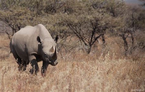 How hunting black rhino contributes to conservation in Namibia ...