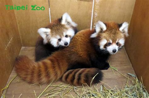 The Taipei Zoo's red panda cubs : r/redpandas