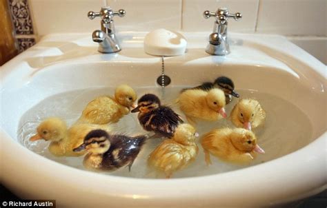 The Not Normal Blog — Baby Chick wearing a hat VS Baby Ducks floating in...