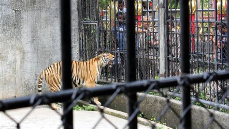 No animal cruelty at Phuket Zoo, say officials