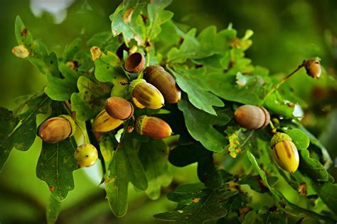 Acorn Nut Oak Tree - Free photo on Pixabay - Pixabay