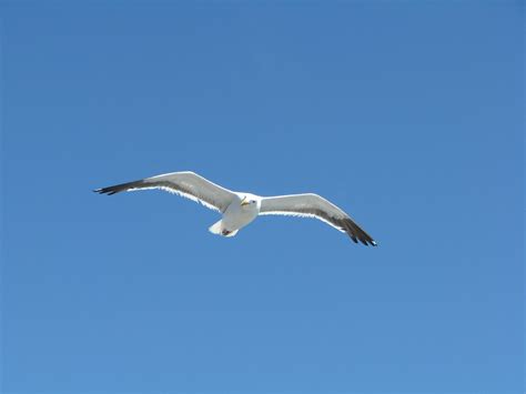 Flying Seagull | With more than 241,000 seagull pictures on … | Flickr