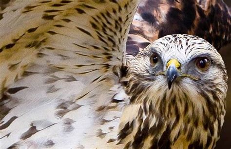 Do Hawks Hunt At Night? Learn About Hawks Hunting Habits | Animals ...