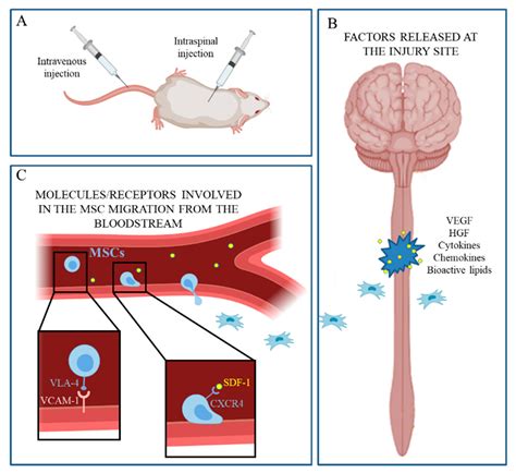 IJMS | Free Full-Text | Mesenchymal Stem Cells for Spinal Cord Injury ...