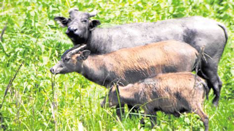 Tamaraw population up in Mindoro national park | Inquirer News