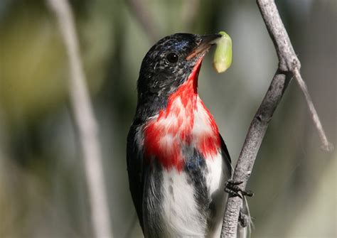 Australia’s unusual species