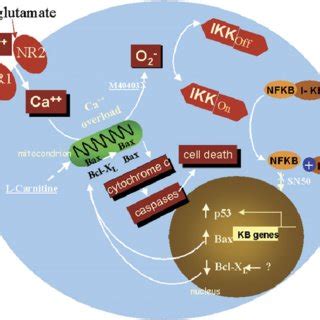 A schematic depicting the impact of NO and ROS on the intrinsic and... | Download Scientific Diagram