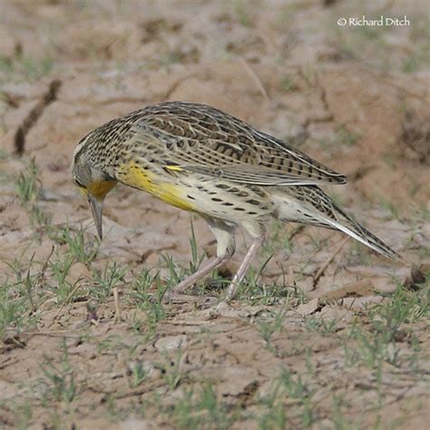 Meadowlark Identification Questions | Rich Ditch's Photography Blog