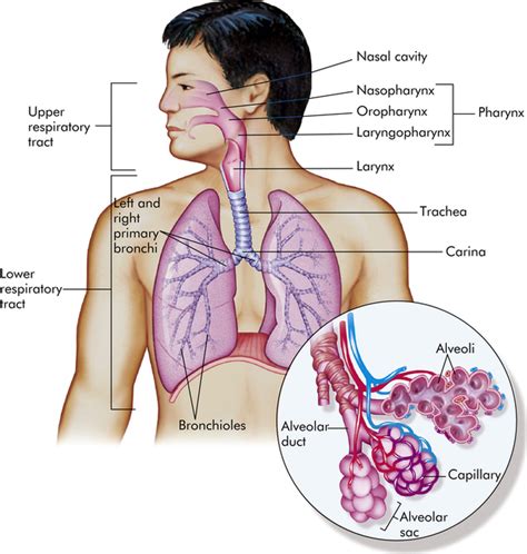 Respiratory System Functions And Structure