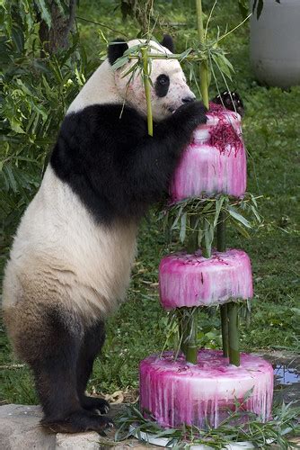 Tai Shan Turns Four! | Tai Shan celebrated his fourth birthd… | Flickr