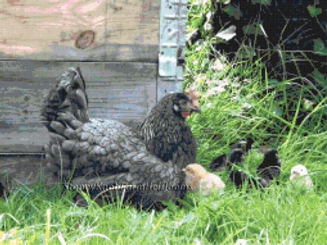 Mother Hen and Her Chicks Chickens, Poultry DIY 2 Cross Stitch Patterns Color and Blackwhite ...