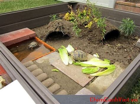 11915738_1492906934368171_8892372313681438472_n | Tortoise habitat ...