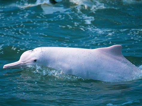 Chinese White Dolphin - Hong Kong Dolphin Conservation Society