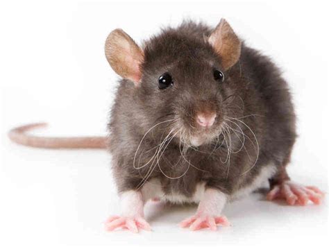 Rats and Mice - Health