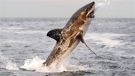 Great White Shark Attack Human