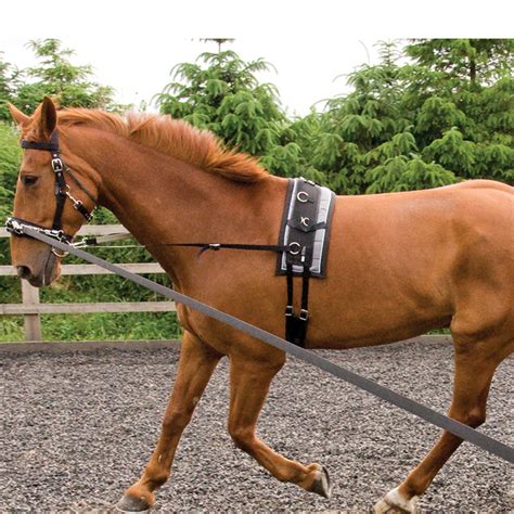 Requisite Lunging Starter Kit | Horses, Lunging horse, Horse training