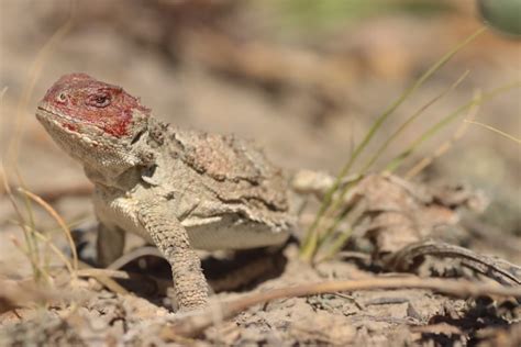 Conservation group finds record-high number of endangered blood ...