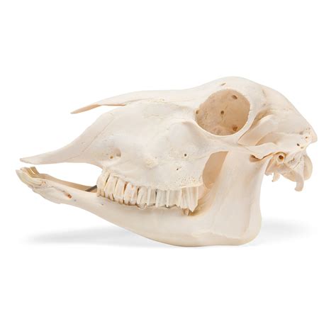 Sheep Skull | T30018 made by American 3B Scientific | CPR Savers and ...