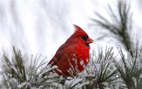 Cardinal Bird Wallpapers - Wallpaper Cave