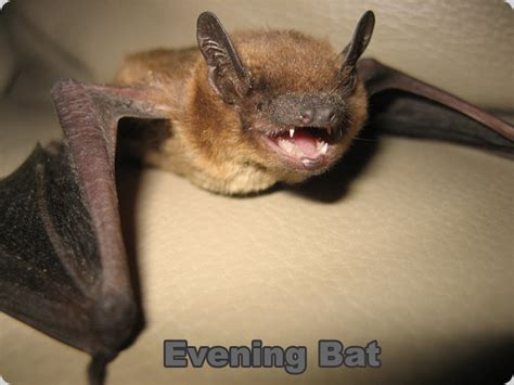 Photo of Florida Evening Bat - Nycticeius humeralis