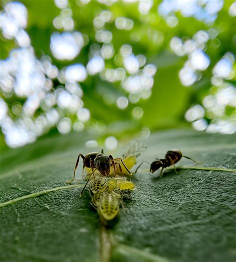 Ant life [OC] : r/MacroPorn