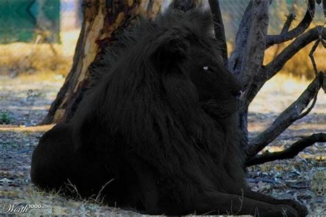 Rare Black Lion | Rare Black Lion | The Cat's Meow | Black lion ...