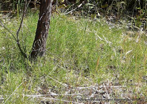 Couch Grass - Urban Bushland Council WA