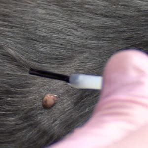 🥇How to Remove Warts on Dogs in (March 2023) - Guide