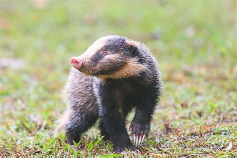 Badger Species: How Many Types Of Badgers Exist In The World?