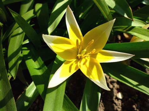 Free picture: stamen, petal, flower, bloom, nature, garden