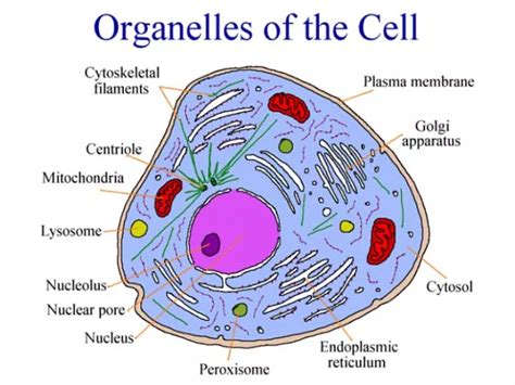 PPT - Contain digestive enzymes Found: Animal cells Jobs: 1) Autolysis: Destroy dying cell ...